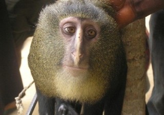 animali-strani-scimmia-volto-umano